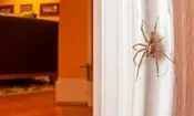 در هر اتاق خانه شما ۱۰ عنکبوت زندگی می‌کنند