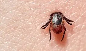 بیماری لایم، کنه متهم اصلی