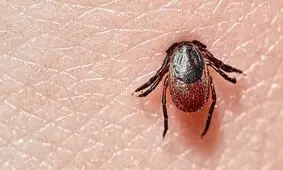 بیماری لایم، کنه متهم اصلی