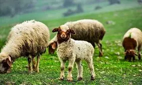 زنگ خطر کاهش شدید دام پرواری؛ گوشت قرمز کمیاب می‌شود؟