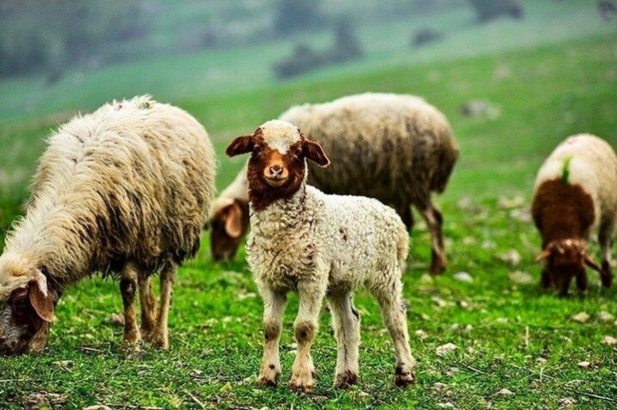 زنگ خطر کاهش شدید دام پرواری؛ گوشت قرمز کمیاب میشود؟