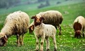 زنگ خطر کاهش شدید دام پرواری؛ گوشت قرمز کمیاب می‌شود؟