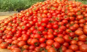 چرا گوجه فرنگی از سطح بازار جمع آوری شد؟