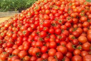 چرا گوجه فرنگی از سطح بازار جمع آوری شد؟