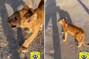 پرسه زدن هولناک یک بچه شیر در خیابان/ ویدئو