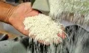 آینده قیمت برنج در ایران چه خواهد شد؟/ برنج ۳۰۰ هزار تومانی هم آرزو می‌شود؟!