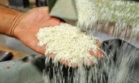 آینده قیمت برنج در ایران چه خواهد شد؟/ برنج ۳۰۰ هزار تومانی هم آرزو می‌شود؟!