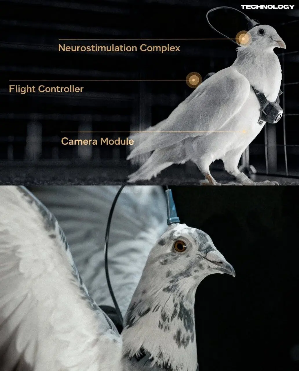 تبدیل کبوتر به پهپاد نظارتی / جاسوس‌های پرنده روسیه