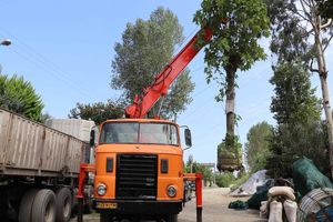 عملیات شگفت انگیز نجات درختان از قطع شدن/ ویدئو