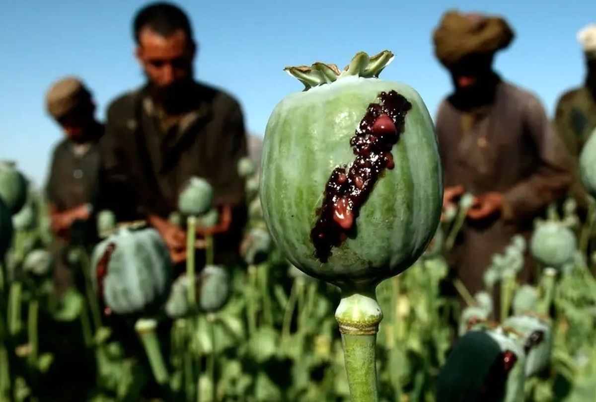  تاسف کشاورزان افغان از ممنوعیت خشخاش توسط طالبان/ ویدئو