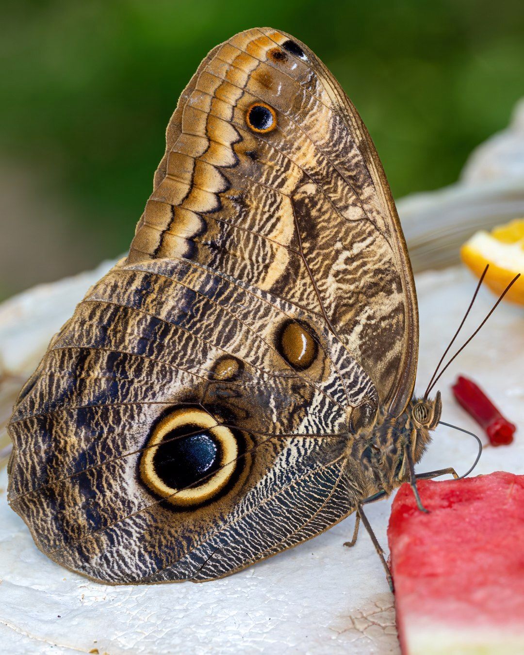 عکاسی ماکرو از پروانه جغدی (عکس)