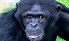 تشویق باورنکردنی یک میمون به تقلید حرکاتش توسط یک انسان/ ویدئو