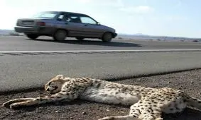 در مواجهه با گونه‌های جانوری آسیب دیده چه کنیم؟