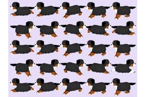 تست بینایی/ توله سگ عجیب و غریب را در ۵ ثانیه پیدا کنید 