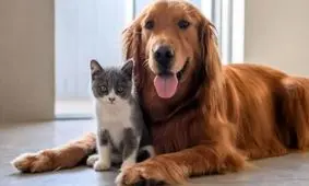 واردات سگ و گربه آزاد شد