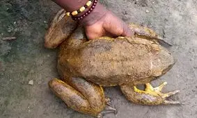 قورباغه ای عظیم الجثه به اندازه‌ یک گربه/ عکس