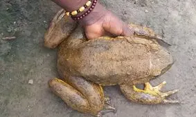 قورباغه ای عظیم الجثه به اندازه‌ یک گربه/ عکس