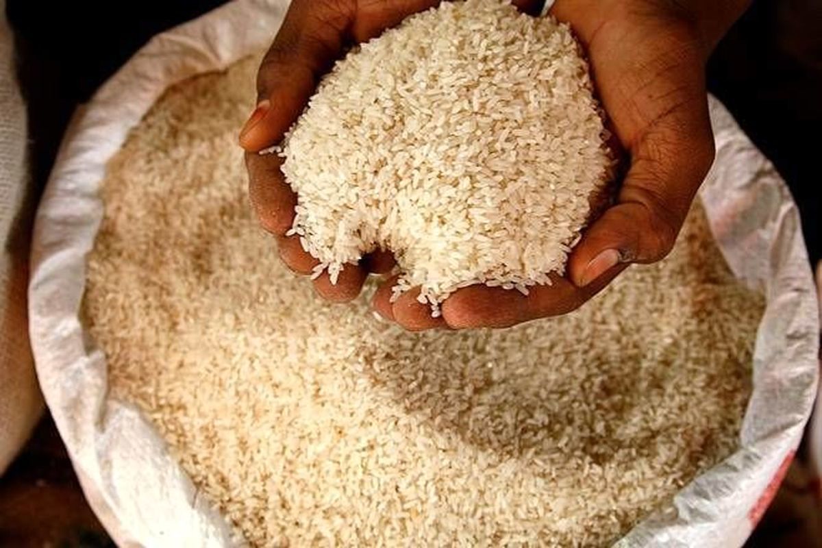 افزایش ۲۰ تا ۳۰ درصدی قیمت برنج پرمحصول/ کمتر از ۱۰ درصد محصول از شهرهای شمالی خارج شد