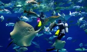 عکس های دیدنی و جالب روز؛ از غواص ها در آکواریوم تا گرفتن پلیکان های غول