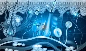 دانشمندان سلول‌ های پوست انسان را ۳۰ سال جوان‌ تر کردند

