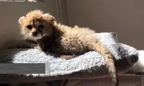 تنها یوز باقی مانده از "ایران" ۲ ماهه شد