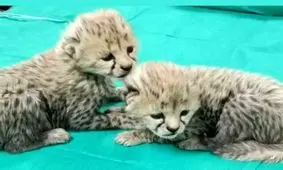 آخرین وضعیت «توران» و «آذر»