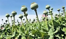 خبر آزاد شدن کشت خشخاش صحت ندارد