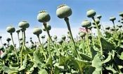 خبر آزاد شدن کشت خشخاش صحت ندارد
