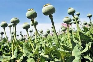 خبر آزاد شدن کشت خشخاش صحت ندارد