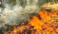 آتش‌سوزی در جنگل‌های چهاردانگه و نکا