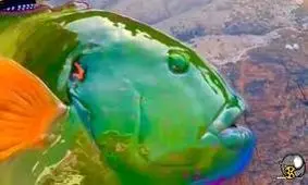 زیبایی خیره کننده یک زمرد ماهی/ ویدئو