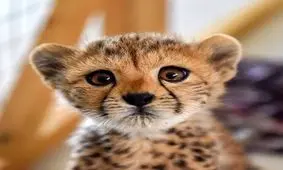 تصویری جدید از تنها توله یوز زنده مانده‌ی «ایران»