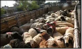 قاچاق احشام با کامیون در حاجی آباد