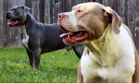 مهسا عابدی، قربانی حمله سگ پیت بول در سعادت آباد تهدید به قتل شد/ می کشمت و دیه ات را می دهم