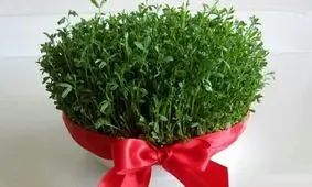 چگونه سبزه عید بکاریم ؟