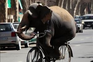 دوچرخه سواری یک فیل در خیابان‌های تهران!