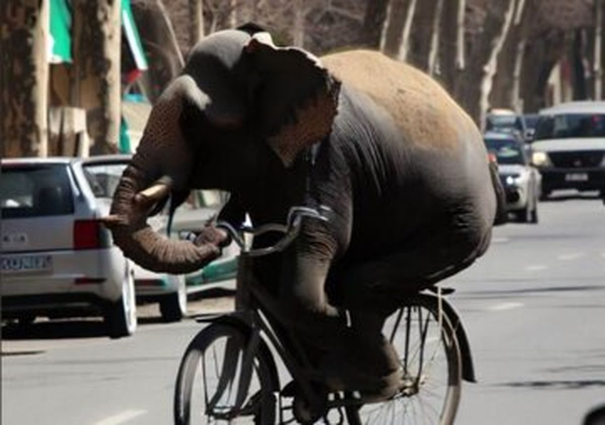 دوچرخه سواری یک فیل در خیابان‌های تهران!