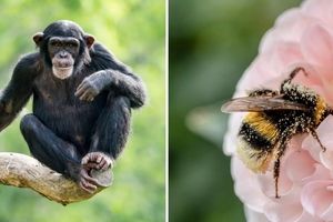 زنبورها و شامپانزه‌ها؛ از نابغه‌های کوچک روی زمین چه می‌دانیم؟