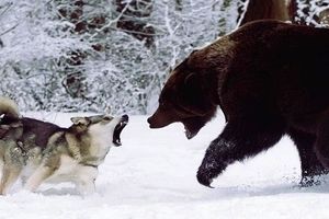 حمله 13 گرگ به یک خرس/ ویدئو