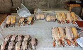 بازار غیرقانونی فروش پرندگان مهاجر فریدونکنار با دستور قضایی تعطیل شد