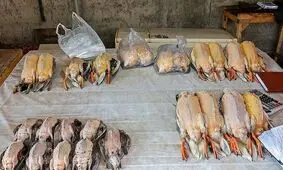 بازار غیرقانونی فروش پرندگان مهاجر فریدونکنار با دستور قضایی تعطیل شد