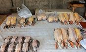 بازار غیرقانونی فروش پرندگان مهاجر فریدونکنار با دستور قضایی تعطیل شد