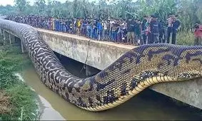 رونمایی از هولناک‌ترین مار جهان 