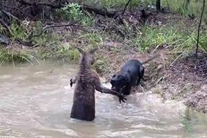 مبارزه کانگورو با یک سگ خانگی در آب/ ویدئو