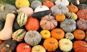 اینفوگرافیک | تفاوت کدو حلوایی و کدو تنبل | این کدو را بخورید تا لاغر شوید