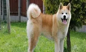 سگی که در فیلم سوزانده می شود در ایران نیست/برای بعضی از رستوران های چینی در ایران هم سگ کشی اتفاق می افتد+ فیلم