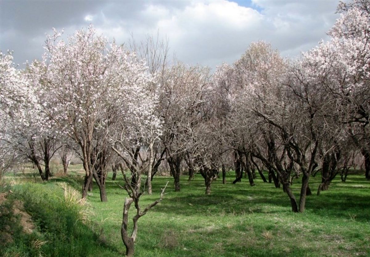 احداث باغویلا باغستان قزوین را به نابودی میکشاند