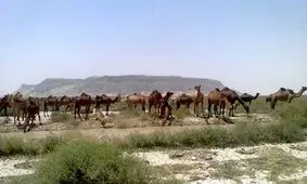 تلف شدن 20 شتر بر اثر ویروس هاری در خاش