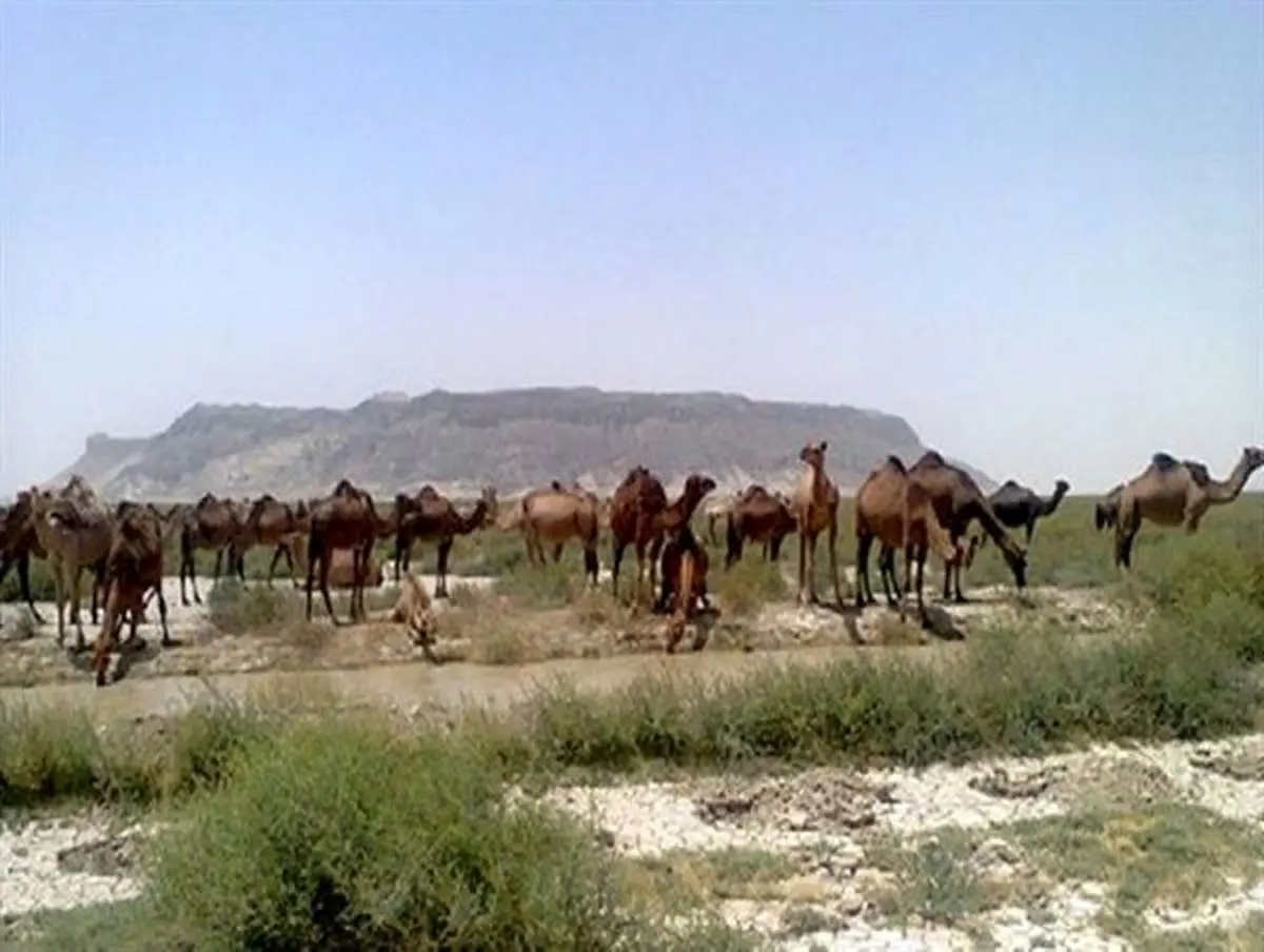 تلف شدن 20 شتر بر اثر ویروس هاری در خاش