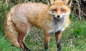 نجات ۲ قلاده روباه از استخر کشاورزی در تاکستان